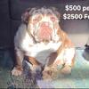 AKC English Bulldog Adult 