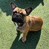 Adoption Dale French bulldog