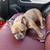 3yo Cocoa French Bulldog 4 Sale