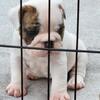 AKC English Bulldog puppies