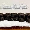 AKC limited Purebred labrador retriever, black puppies