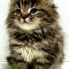 SIBERIAN KITTEN Brown Classic, Male, DOB 10-04-25, PUREBRED - Special needs. A real LOVER!