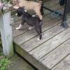 Pit boxer mix puppies 