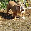 Awesome English bulldog carry tricolor