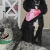 Standard Poodle Puppy Waitlist Merle Parti Phantom Black