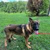 Free Akc German shepherd male