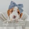  Mini Goldendoodle Puppies – Ready July 28th! —Located in Jamestown, KY