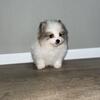 Full breed Pomeranian pups