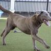 Purebred Silver Labrador Retriever 