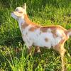 Nigerian Dwarf Buckling – Blue Eyes, Pasture & Electric Fence Raised