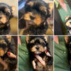 Yorkshire Terrier Puppies 