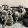 Blue Staffordshire Bull Terrier Pups
