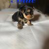 Yorkies puppies 3males and 3femals