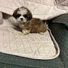 shih tzu puppies ready now  purebred   $350