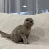 Scottish Fold Cats