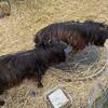 Pygmy/Nigerian Dwarf Mix Bucks