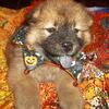 NALA IS AN ADORABLE PUREBRED CKC REG RED CINNAMON FEMALE CHOW PUP