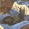 AKC All Black/Jet Black melanistic Doberman Stud Service