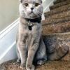 1 year old Scottish fold male cat  unaltered super sweet