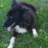 Free Registered Adult Border Collie 