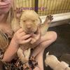 Labrador puppies for sale