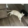 2 Cornish Rex x Spyhnx crosses Males