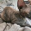 Tortie female sphynx kitten