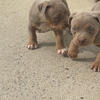 American Bully Puppies (Tri-Color)