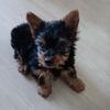 Adorable Purebreed Yorkie Puppies 2/25/2025