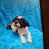 Shih Tzu male puppy