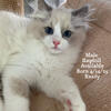 Ragdoll boy TICA