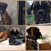 AKC 100% euro boxer stud *health tested*