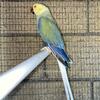 Mauve Clear Tail Indian Ringneck