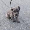ICCF registered Cane Corsos