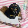 Long haired dachshund puppy!