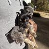 Fluffy carrier frenchie French bulldogs puppies