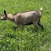 Nigerian Dwarf Doe