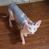 Exotic Sphynx Male Very Friendly!