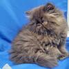 Solid chocolate CFA male Persian SOLD