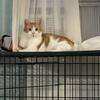 Rehoming cats