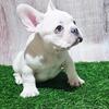 AKC French Bulldog Puppies