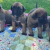 AKC English Mastiff puppies, health tested parents, champion pedigree 