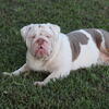 English Bulldog female lilac Uk bloodlines 