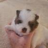 Precious Fancy Feet Pomeranians (puppies)
