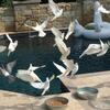 White Racing Homer Pigeons