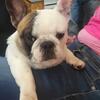 2 year old male French bulldog
