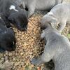 Cane corso pips ready to go looking for there forever homes 