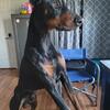 AKC Doberman TRADE STUD FOR PUPPY