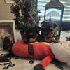 Yorkies AKC