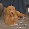 New Year Puppies - F1B Goldendoodles